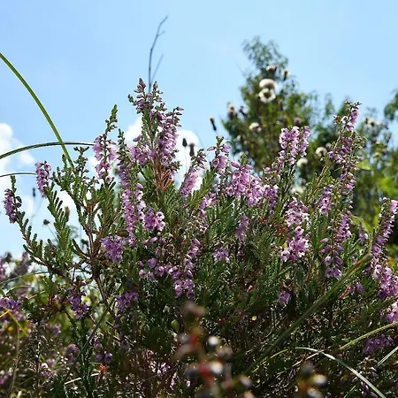 Haus Heidhoehn Nr 4 He02 Appartamento *