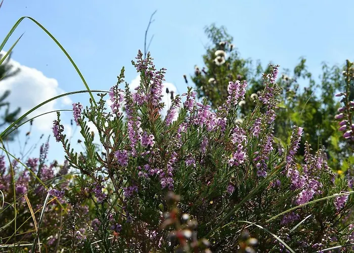 Haus Heidhoehn Nr 4 He02 Lägenhet *